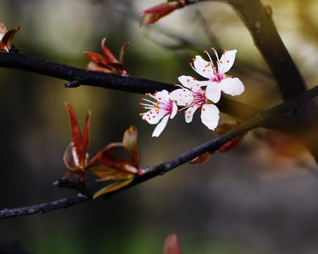 春花烂漫