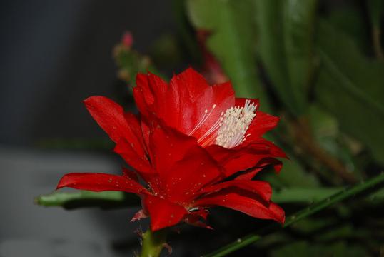 璀璨粉色昙花