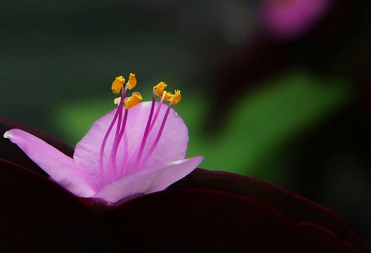 红色紫罗兰花