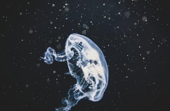 透明的水母