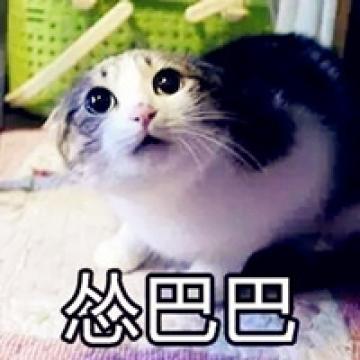 超有趣的萌猫咪