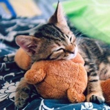 猫咪的软萌样子大放送