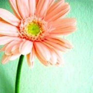 清新漂亮的花朵