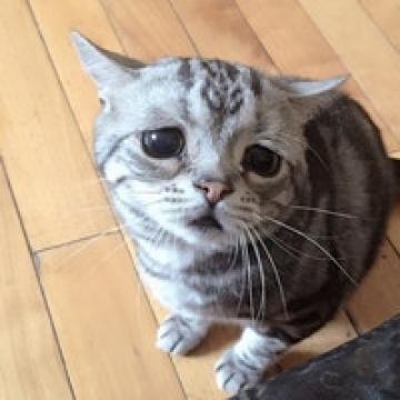 想做一只安静的小美猫