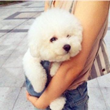 像是一团棉花糖的比熊犬