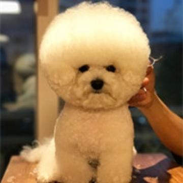 你看起来头很圆
