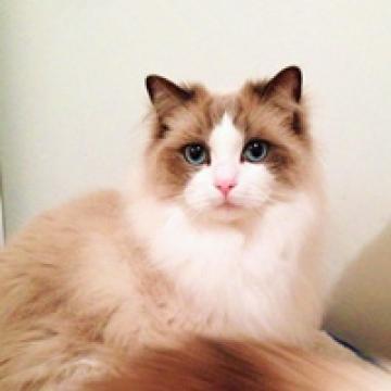 美丽无比的布偶猫