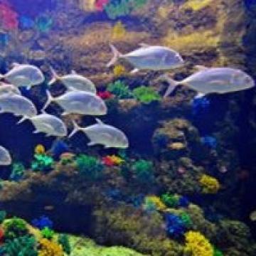 美丽梦幻的海底世界