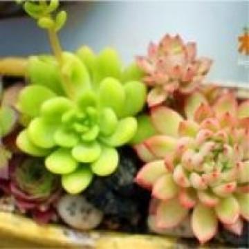 生活必备小盆栽