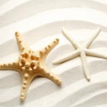 有趣的小海星