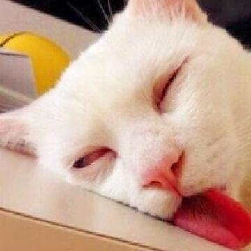 瞬间抓拍下的猫咪