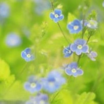 清新淡雅的花儿