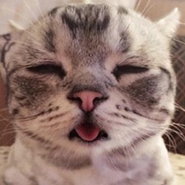 蠢萌喵星人