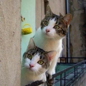 萌猫咪的生活日常
