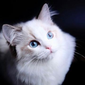 给你带来温暖的萌猫咪