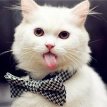 可爱的萌猫咪