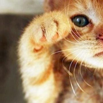 过着安逸日子的猫咪