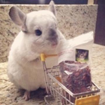 萌死人的宠物龙猫