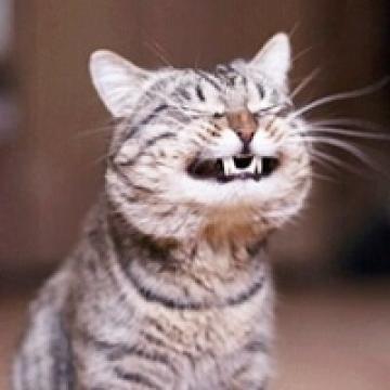卖萌无下限的猫咪