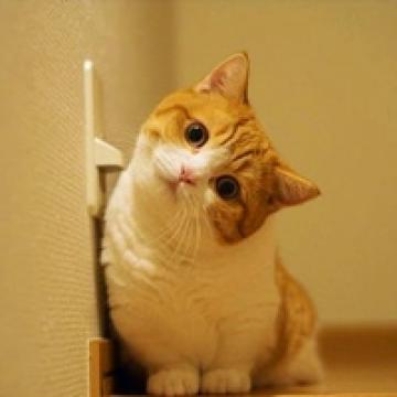 天生会卖萌的短腿猫咪