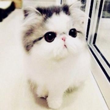 惹人喜爱的可爱猫咪