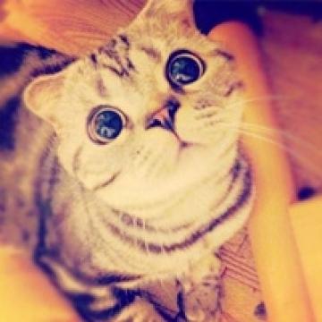 萌化心的折耳猫