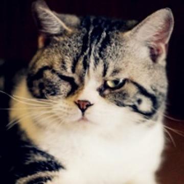 可爱的各种表情猫咪