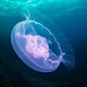 梦幻好看的水母
