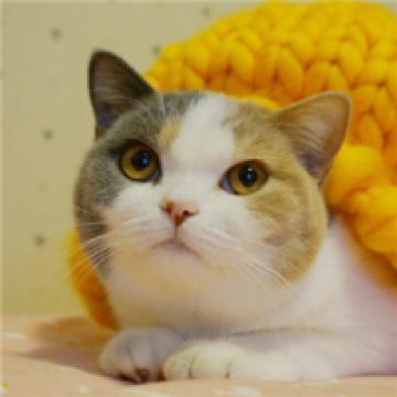 身边的可爱猫咪
