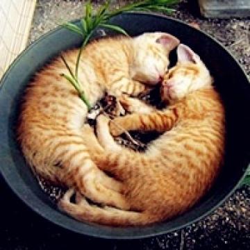 奇葩的猫咪睡姿