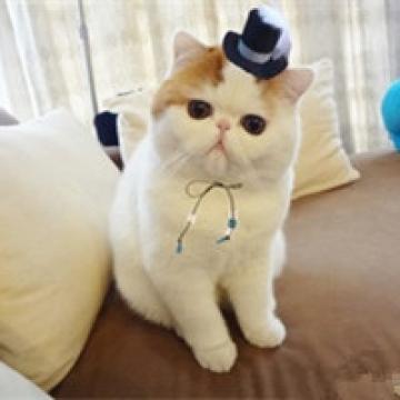 可爱网络红小胖