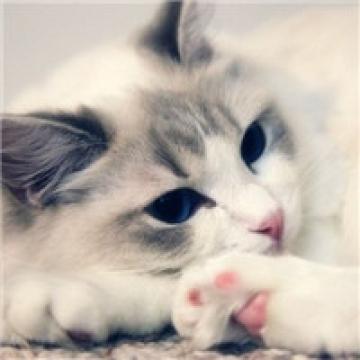 萌萌的猫咪