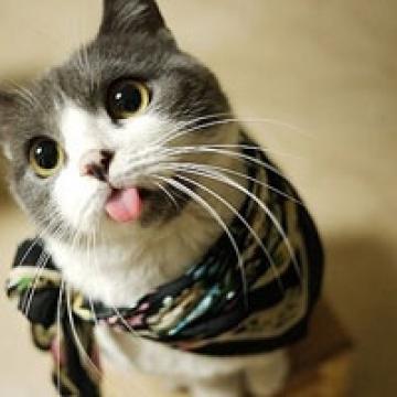 萌萌的猫咪