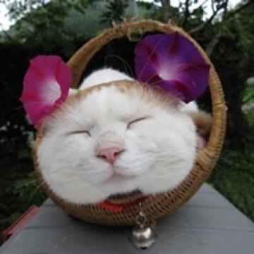 又萌又好看的猫咪
