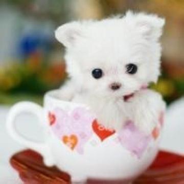萌萌的茶杯犬