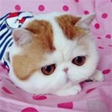 可爱单纯的萌猫