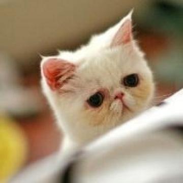 幸福的萌猫咪