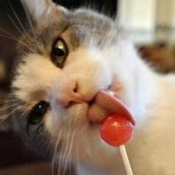 可爱的逗比猫咪