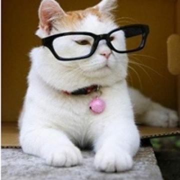 猫咪的年华