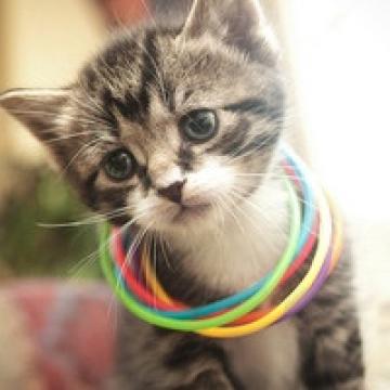 萌萌哒的小猫咪