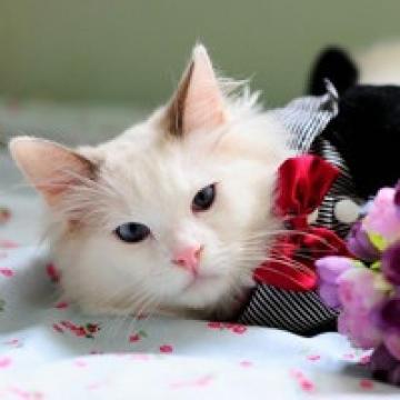 猫咪的生活