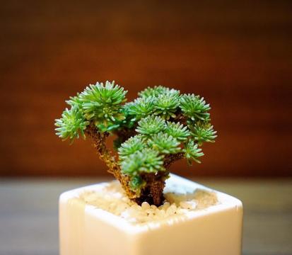 低矮的球松