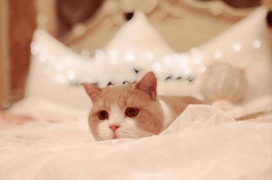 呆萌的小猫