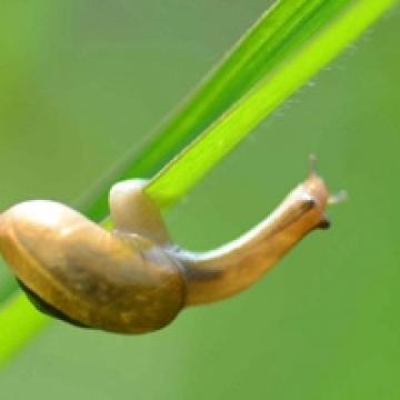 背着房子的小蜗牛