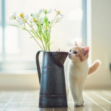 不能不爱的猫星人