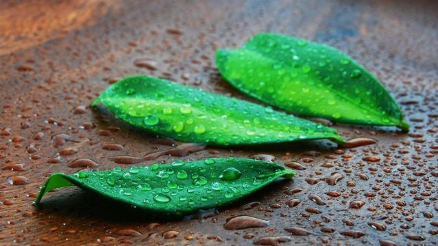 雨后的树叶