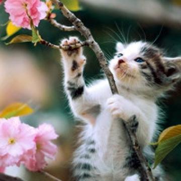 猫星人还可以再搞怪点吗