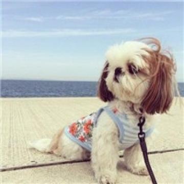 我们身边的狗狗