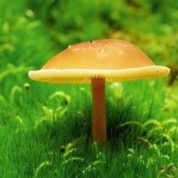 自由成长的彩色蘑菇