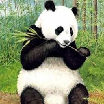 熊猫的萌样